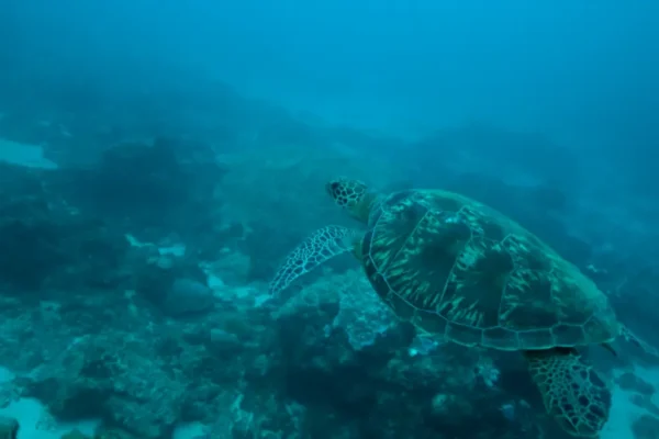Climate Change Greatest Threat to Ocean Health, Reveals Global Survey ocean health aquatic life blueversewatch.com