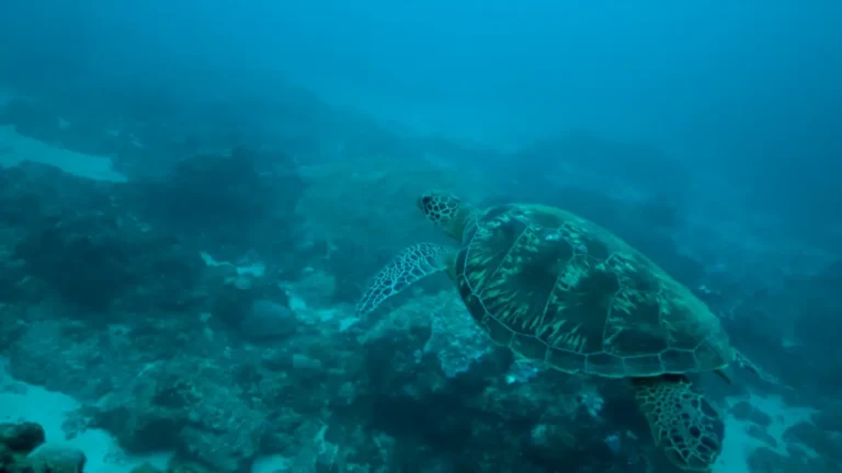 ocean health aquatic life blueversewatch.com