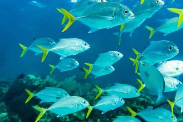 Marine Fisheries Census CMFRI BlueverseWatch.com