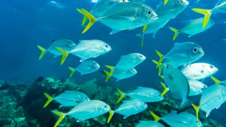 Marine Fisheries Census CMFRI BlueverseWatch.com