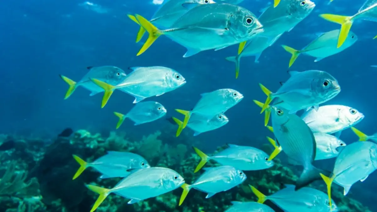 Marine Fisheries Census CMFRI BlueverseWatch.com