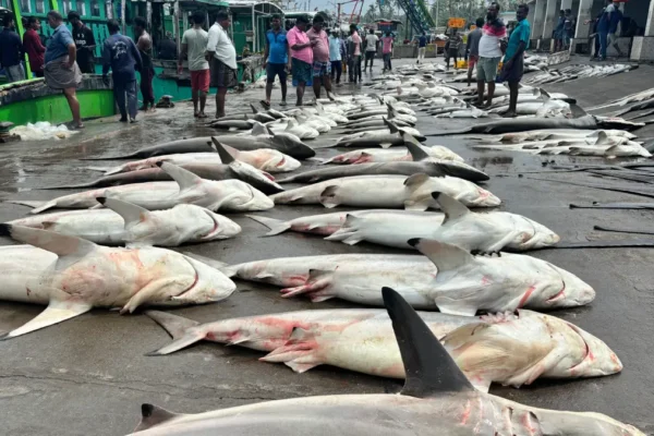 illigal shark fishing warning CMFRI