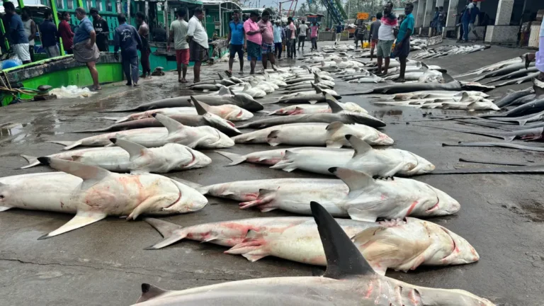 illigal shark fishing warning CMFRI