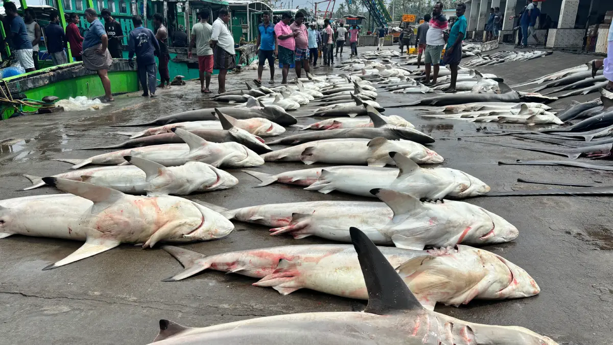 illigal shark fishing warning CMFRI