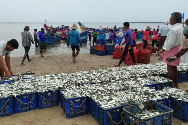 Indias marine fish landings drop in 2024 cmfri