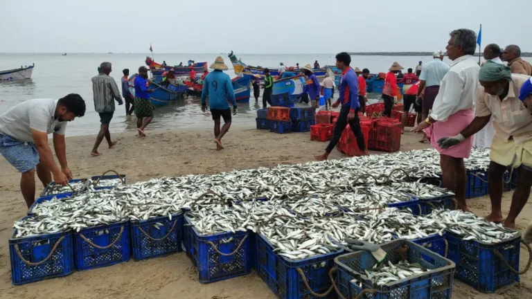 Indias marine fish landings drop in 2024 cmfri