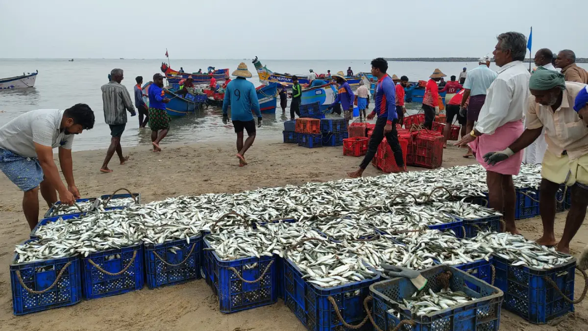 Indias marine fish landings drop in 2024 cmfri