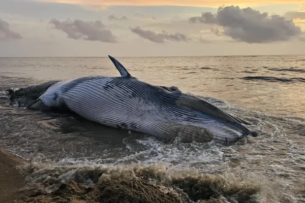 Whale strandings increased 10-fold in a decade CMFRI