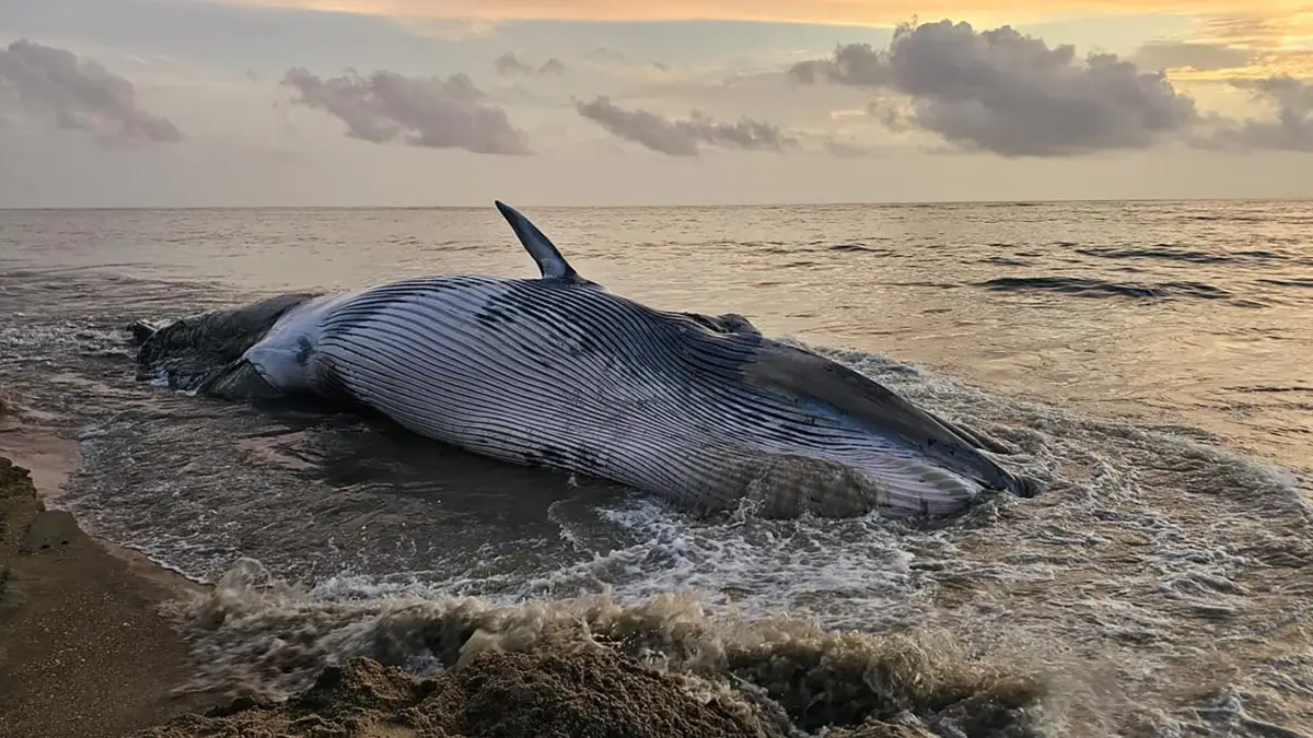 Whale strandings increased 10-fold in a decade CMFRI