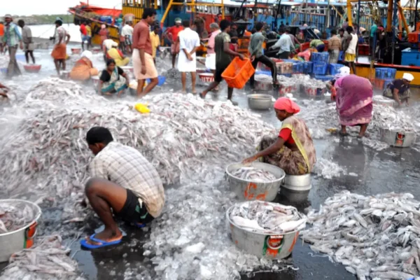 fishing seafood industry in india