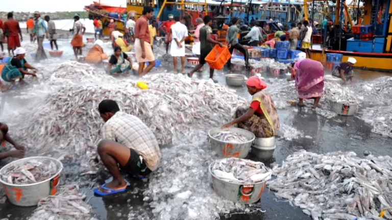 fishing seafood industry in india